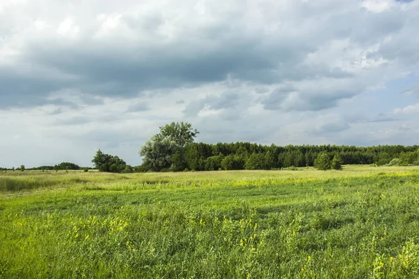 Orman ve karanlık yağmurlu yakınında büyük bir çayır üzerinde sarı çiçek 