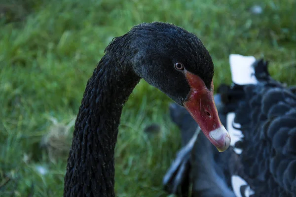 Черный Лебедь Голова Шея — стоковое фото