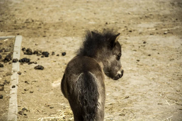 单小的黑色小马 — 图库照片