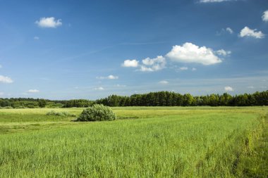 Yeşil alanlar, orman ve mavi gökyüzü