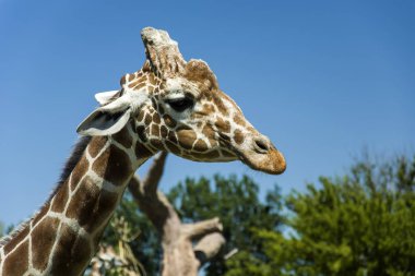 Kafa zürafa arka planda gökyüzü