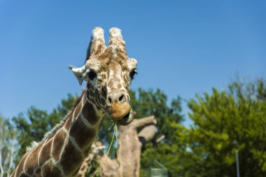 Çim - güneşli gün görünümünde yeme zürafa