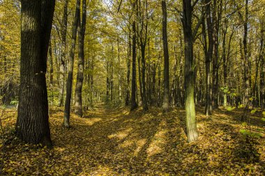 Orman ve sarı sonbahar yaprakları