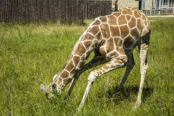 Jirafa Fría Con Cabeza Hierba — Foto de Stock