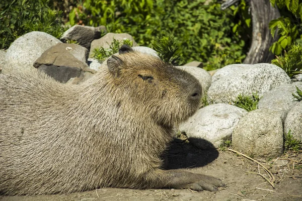 Wasserschwein Wärmt Sich Der Sonne Auf — Stockfoto