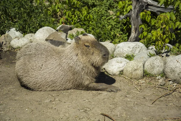 Μεγάλο Capybara Ξαπλωμένος Στον Ήλιο — Φωτογραφία Αρχείου