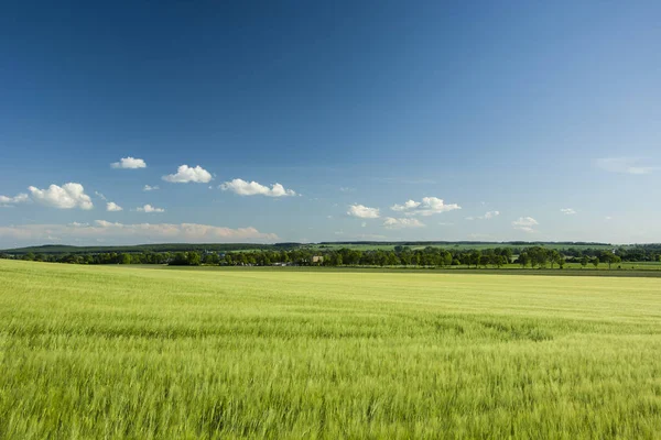 Campo Cebada Bosque Horizonte —  Fotos de Stock