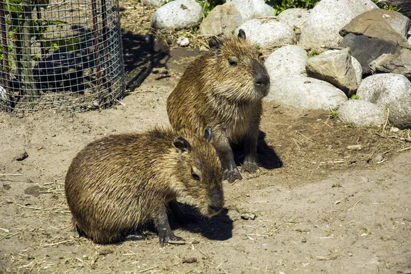 Två Unga Capybars Som Sitter Marken — Stockfoto