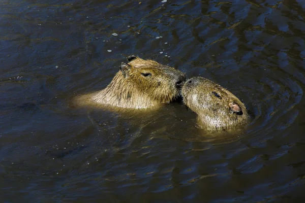 Zwei Capybars Wasser — Stockfoto