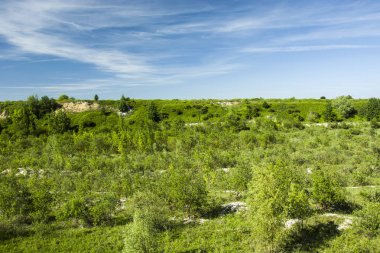 Genç orman, eğim ve mavi gökyüzü