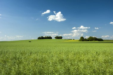 Büyük yeşil alan ve copses