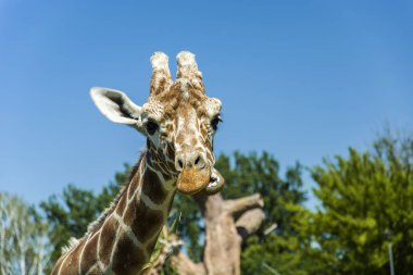 Zürafa ruminating çim - güneşli gün görünümünde