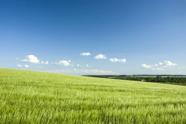 丘の上の緑の麦畑 — ストック写真
