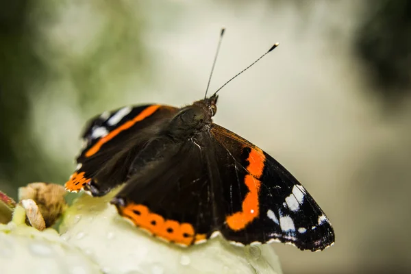 Sentado Borboleta Almirante Vermelho — Fotografia de Stock