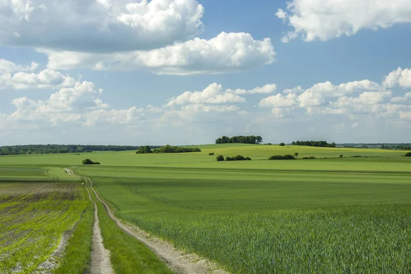 Longue Route Champs Verts Bosquet Nuages Dans Ciel — Photo