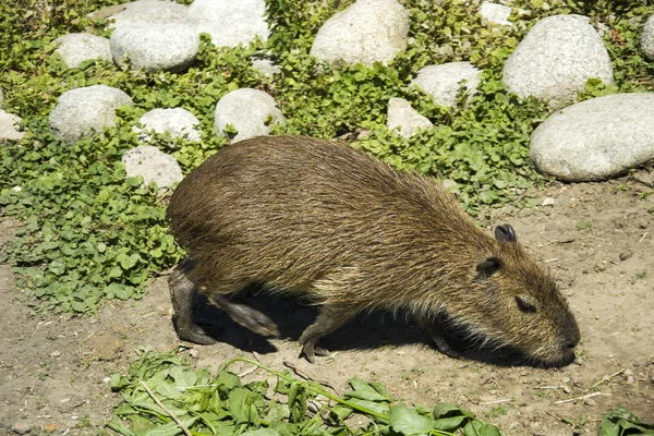 Jovem Capivara Dia Ensolarado — Fotografia de Stock