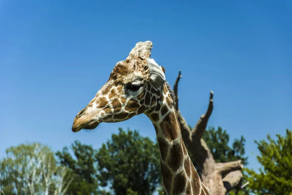 Profil kafasından zürafa