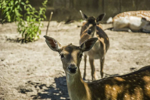 Bruin Vietnamees Sika Herten — Stockfoto