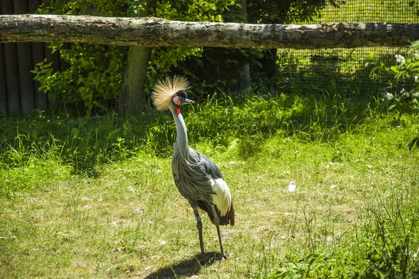 灰色の冠鶴鳥 — ストック写真