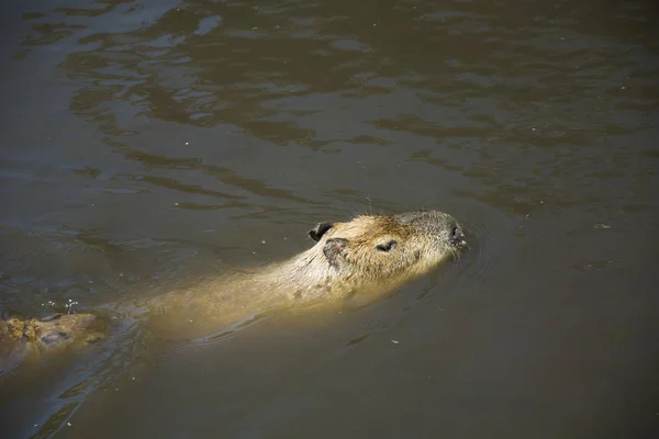 Adult Kapybara Vatten — Stockfoto