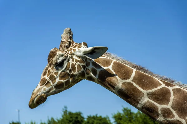 Cabeza Jirafa Con Cuello Fondo Del Cielo — Foto de Stock