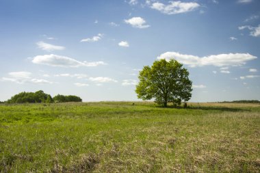 Çayır ve bulutlar gökyüzünde tek büyük ağaç