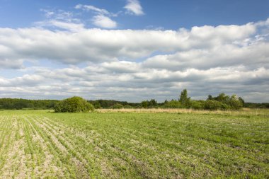 Alan, orman ve bulutlar gökyüzünde genç bitkiler