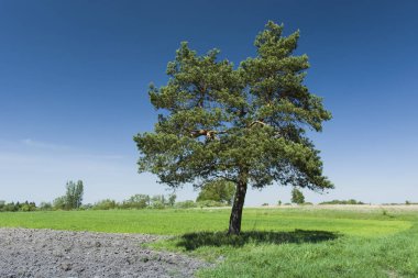 Çayır ve sürülmüş alanında iğne yapraklı ağaç