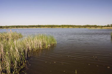 Reed Gölü, ufuk ve mavi gökyüzü kıyısında