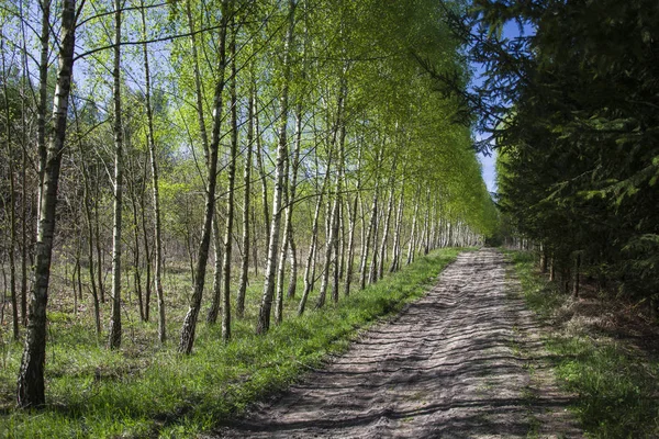 Route Forestière Entre Bouleau Conifères — Photo