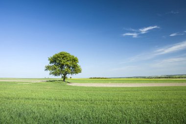 yeşil çayır on ağacının