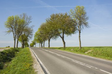Asfalt yol boyunca ağaçlar