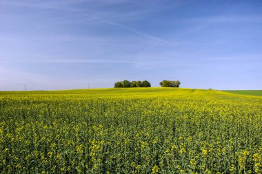 Tecavüz ve ağaçlar büyük bir alan