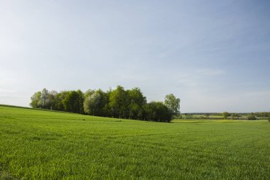 Bir tepe ve yeşil çayır üzerinde büyüyen orman