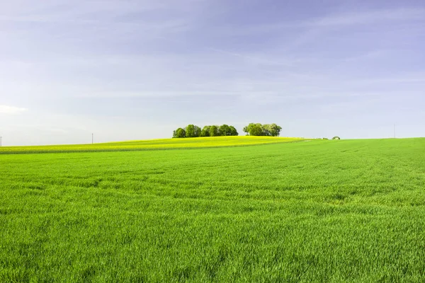 緑の牧草地 黄色のフィールドおよび木のグループ — ストック写真