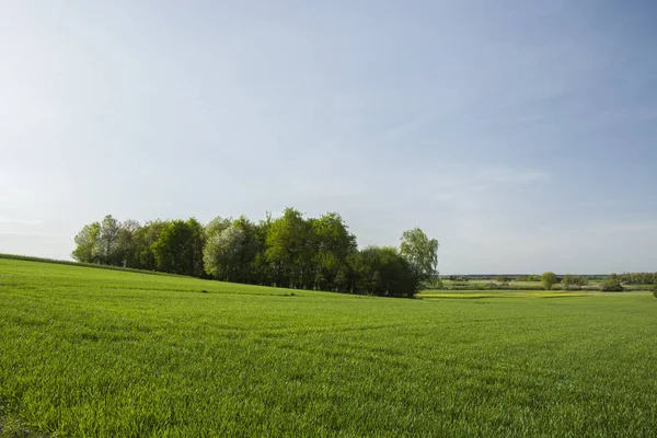 Bir tepe ve yeşil çayır üzerinde büyüyen orman