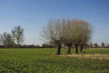 Çayır üzerinde dört willows