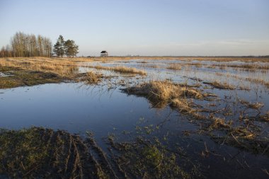 Vahşi ıslak meadows, ufuk ve gökyüzü