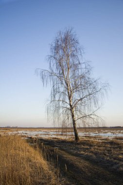 Toprak yol, uzun boylu huş ağacı