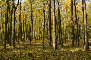 Güneşli bir günde düşen yapraklar ile sonbahar sarı orman
