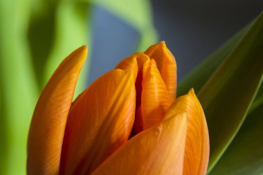 Orange tulip yaprakları - portre