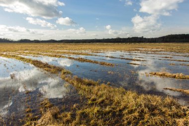 Vahşi çayır su, orman ve gökyüzünde bulutlar ile sular altında