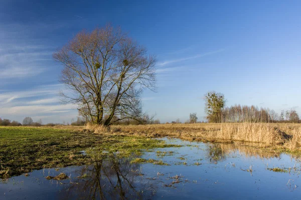 Leafless Large Tree Flooded Meadow — Stock Photo, Image