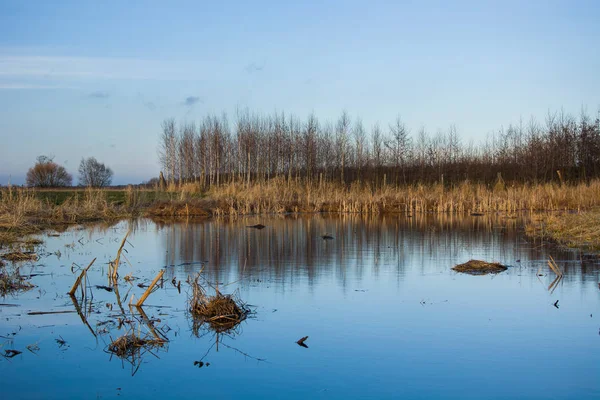 Vahşi Gölet Kuru Ağaçlar Sonbahar Görünümü — Stok fotoğraf