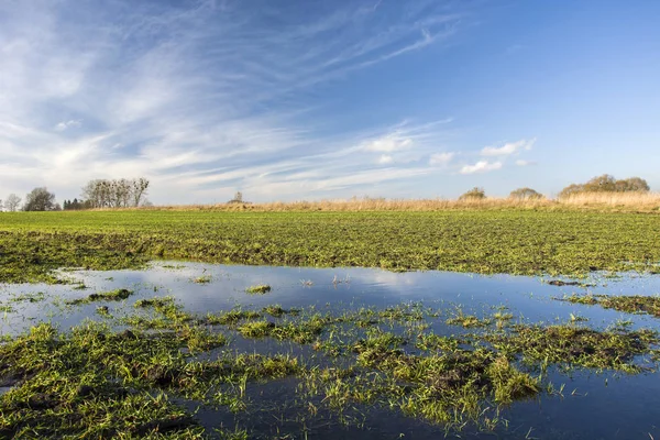 Puddle Zielone Pola — Zdjęcie stockowe