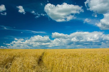 Tahıl alan, ufuk ve güzel bulutların üstünde mavi gökyüzü - görünümü gün güneşli yaz