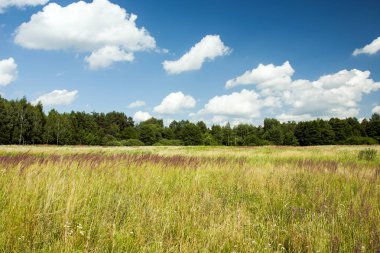 Vahşi çayır, orman ve beyaz bulutlar gökyüzünde - yaz görünümü