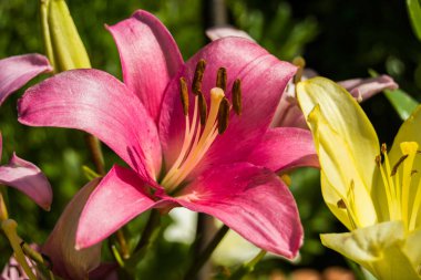 Pembe Bahçe lily çiçek - portre