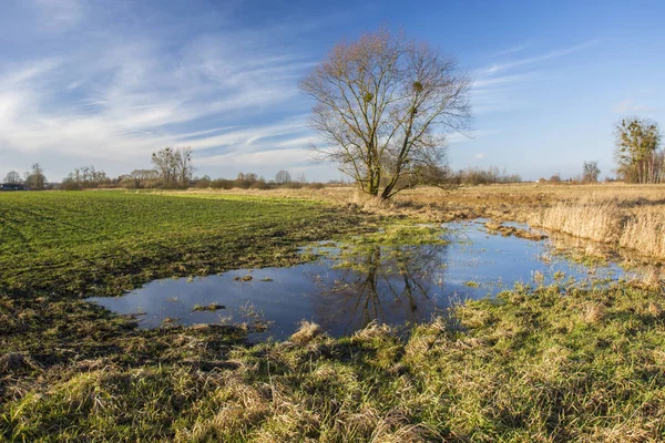 Podmokła Łąka Duże Drzewo — Zdjęcie stockowe