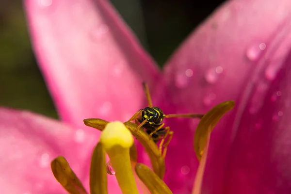 在阳光明媚的日子里 坐在粉红色的花朵上的黄蜂 — 图库照片